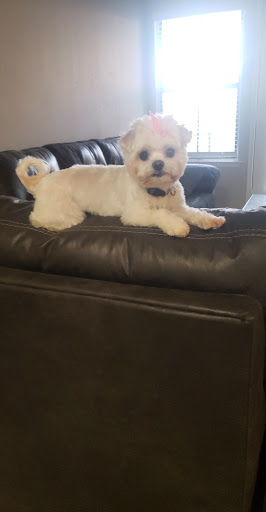 Pet Supply Store «Petco Animal Supplies», reviews and photos, 675 Deis Dr i, Fairfield, OH 45014, USA