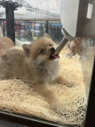 Pet Supply Store «Just Pets», reviews and photos, 8874 Maximus Dr, Lone Tree, CO 80124, USA