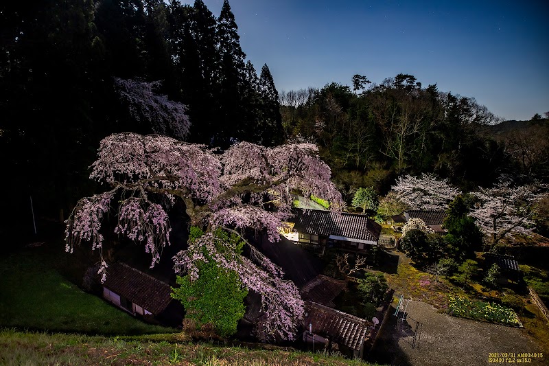 菅町のしだれ桜