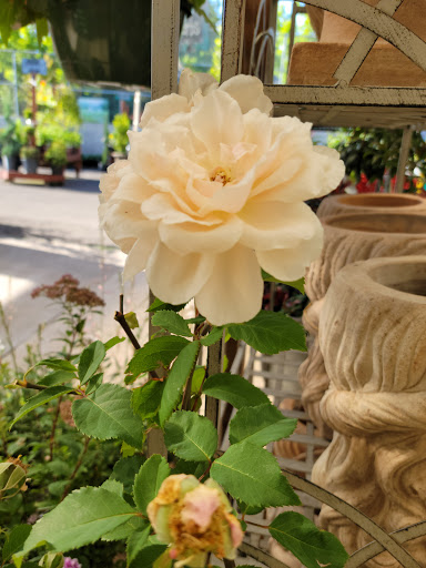 Hardware Store «South Salem Ace Hardware», reviews and photos, 706 Madrona Ave SE, Salem, OR 97302, USA