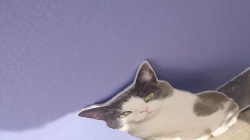 Art Museum «Contemporary Arts Museum Houston», reviews and photos, 5216 Montrose Blvd, Houston, TX 77006, USA