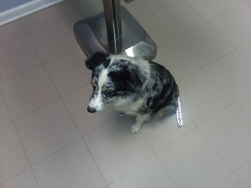 Riverside Veterinary Clinic: Potter Cliff DVM image