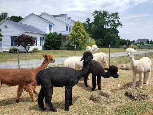 Farm «Painted Sky Alpaca Farm & Fiber Mill», reviews and photos, 95 Knight House Ln, Earleville, MD 21919, USA