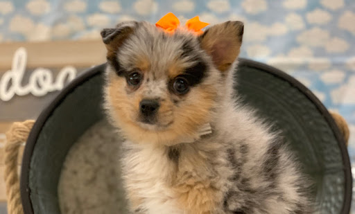 Pet Store «Happiness Is Pets», reviews and photos, 15 W Golf Rd, Arlington Heights, IL 60005, USA