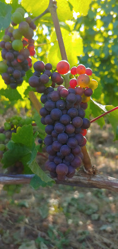 Winery «Patton Valley Vineyard», reviews and photos, 9449 SW Old Highway 47, Gaston, OR 97119, USA