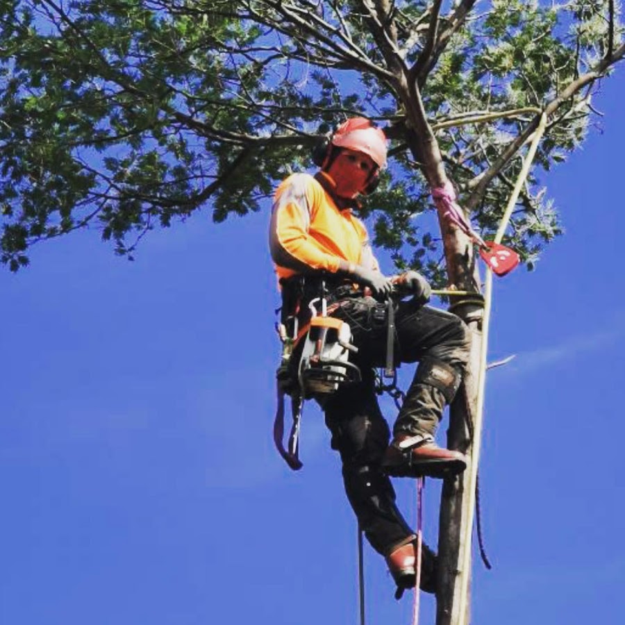 Best service for Tree Removal in Ringwood