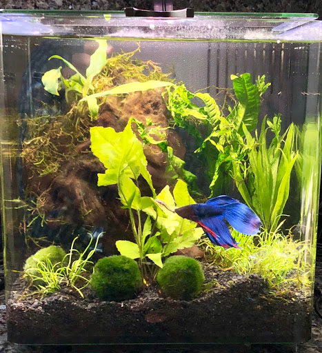 Pet Supply Store «Petco Animal Supplies», reviews and photos, 1150 El Camino Real #167, San Bruno, CA 94066, USA