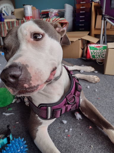 Pet Supply Store «PetSmart», reviews and photos, 7340 W 191st St, Tinley Park, IL 60487, USA