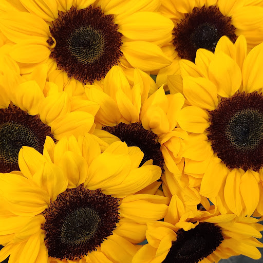 Florist «A Special Rose Florist», reviews and photos, 14546 Bruce B Downs Blvd, Tampa, FL 33613, USA