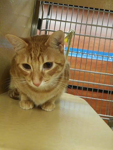 Pet Supply Store «PetSmart», reviews and photos, 8014 Old Carriage Ct, Shakopee, MN 55379, USA