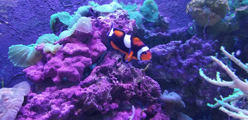 Pet Store «Fish 4 U», reviews and photos, 4010 Highland Dr #1, Millcreek, UT 84124, USA