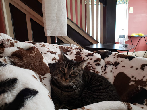 Westfield Stray Cat Rescue