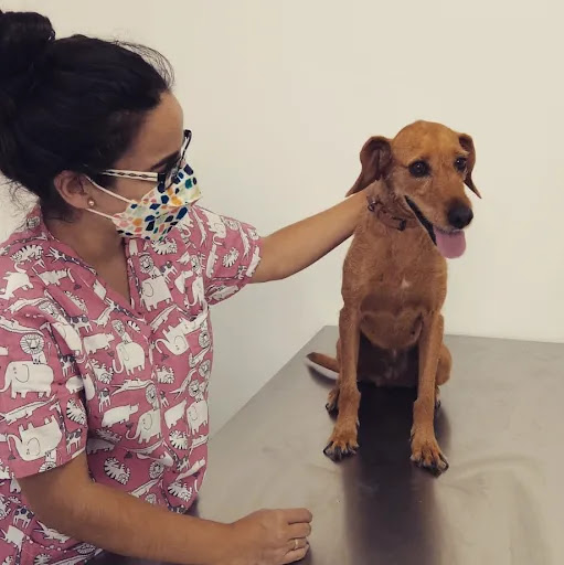 Centro Veterinario San Francisco de Asís - Lebrija en Lebrija