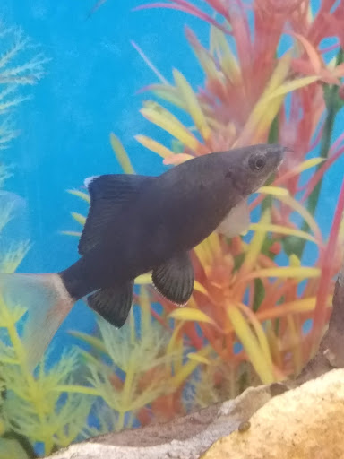 Pet Supply Store «PetSmart», reviews and photos, 1919 Wells Rd, Orange Park, FL 32073, USA