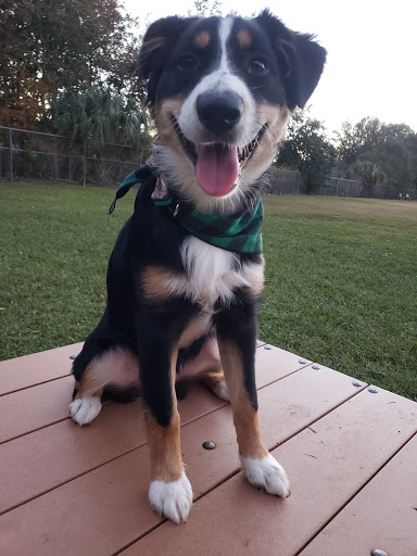 Dog Park «Logan Gate Dog Park», reviews and photos, 7374 Monterey Blvd, Tampa, FL 33610, USA