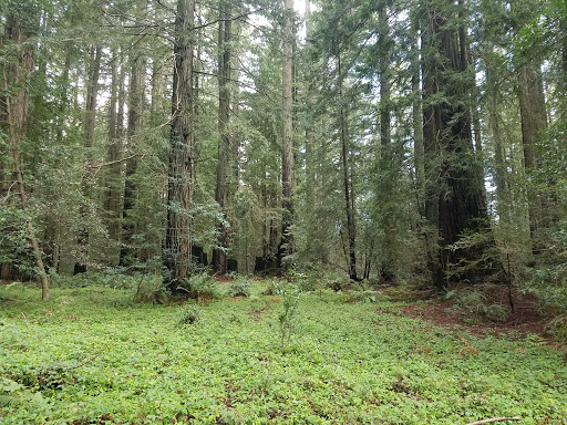 Nature Preserve «LandPaths Grove of Old Trees», reviews and photos, 17599 Fitzpatrick Ln, Occidental, CA 95465, USA