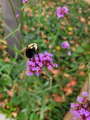 Orchard «The Orchard Shop», reviews and photos, 311 W St Joseph St, Muncie, IN 47303, USA