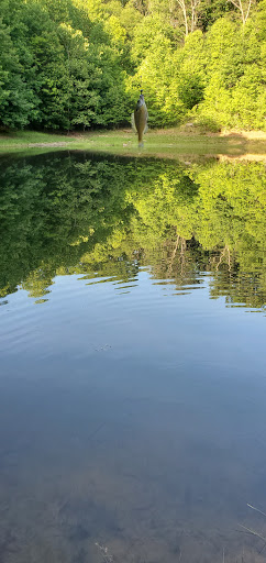 Nature Preserve «Boyd Big Tree Preserve Conservation Area», reviews and photos, Fishing Creek Valley Rd, Harrisburg, PA 17112, USA