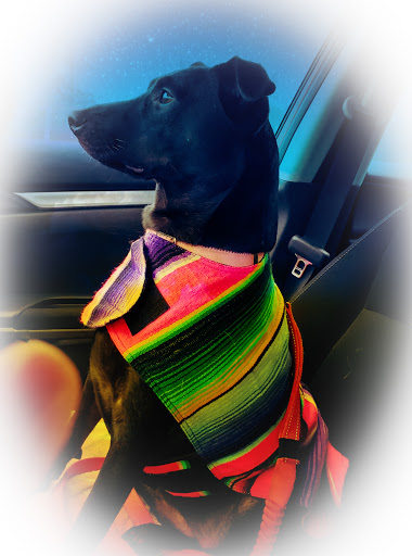 Pet Supply Store «The Pet Emporium», reviews and photos, 2394 E Stadium Blvd, Ann Arbor, MI 48104, USA