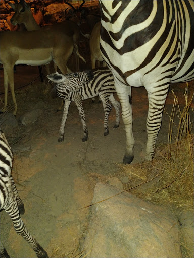 Aquarium «Wonders Of Wildlife National Museum & Aquarium», reviews and photos, 500 W Sunshine St, Springfield, MO 65807, USA