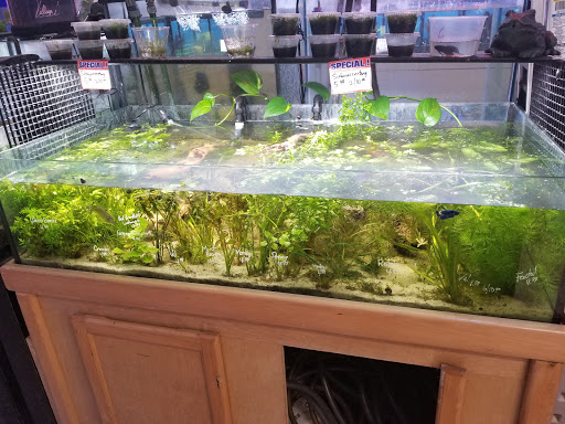 Tropical Fish Store «Aquarium Village», reviews and photos, 461 Old Country Rd, Westbury, NY 11590, USA