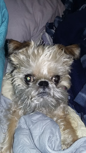 Pet Supply Store «Pet Supplies Plus», reviews and photos, 22124 Ecorse Rd, Taylor, MI 48180, USA