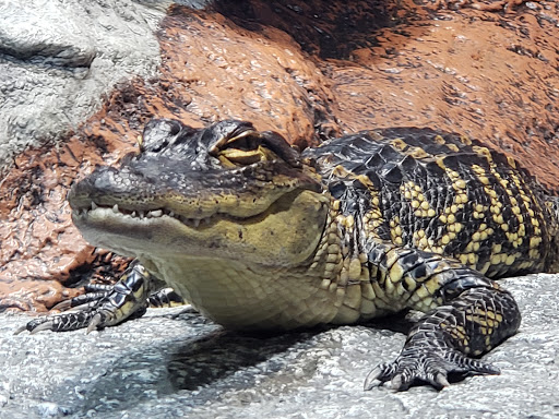 Science Museum «Cook Museum of Natural Science», reviews and photos, 133 4th Ave NE, Decatur, AL 35601, USA