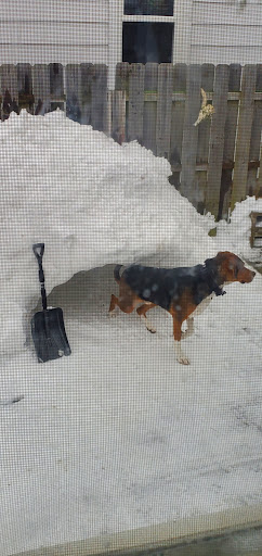 Pet Supply Store «Pet Supplies Plus», reviews and photos, 4808 Ridge Rd, Brooklyn, OH 44144, USA