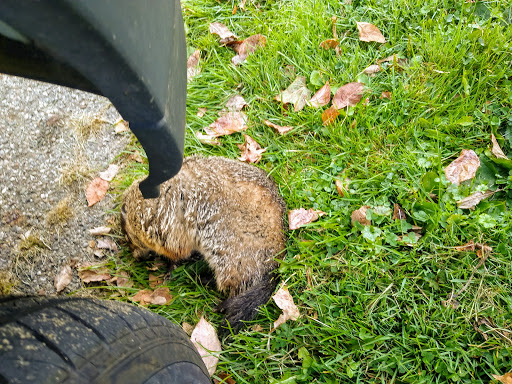 Movie Theater «Regal Cinemas Massillon 12», reviews and photos, 175 Cherry Rd NW, Massillon, OH 44646, USA