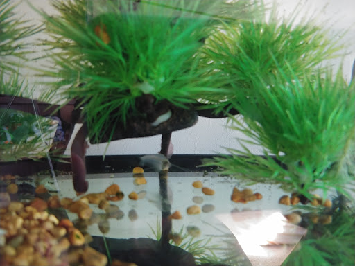 Tropical Fish Store «Monfort Aquarium & Pet», reviews and photos, 6520 Colerain Ave, Cincinnati, OH 45239, USA