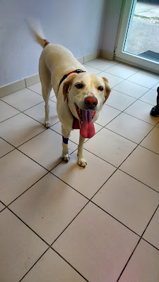 Clinique Veterinaire Du Chien Assis à Voujeaucourt
