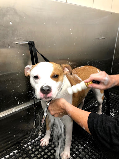 Pet Supply Store «Pet Supplies Plus», reviews and photos, 375 Paterson Ave #105, Wallington, NJ 07057, USA