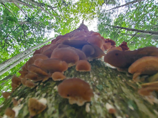 Outdoor Sports Store «Maple Hill Disc Golf», reviews and photos, 132 Marshall St, Leicester, MA 01524, USA