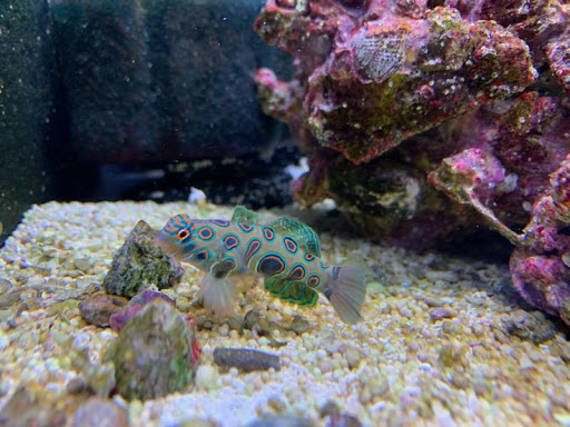 Pet Store «Laconia Pet Center», reviews and photos, 1343 Union Ave, Laconia, NH 03246, USA