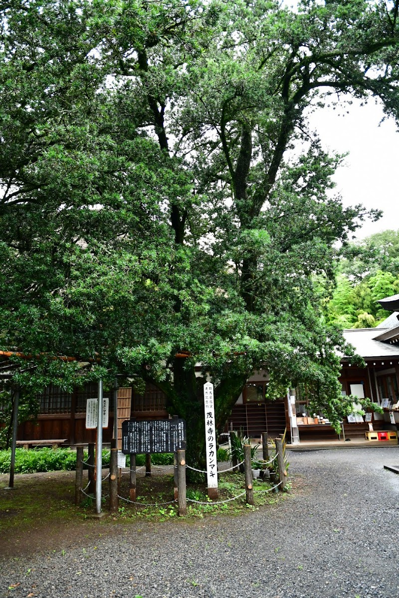 茂林寺のラカンマキ