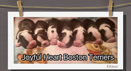 Joyful Heart Boston Terriers