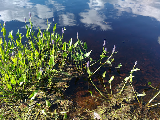 Park «Bethany Veterans Memorial Park», reviews and photos, 265 Beacon Rd, Bethany, CT 06524, USA