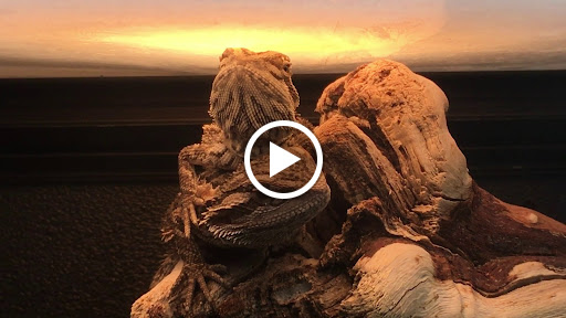 Pet Supply Store «PetSmart», reviews and photos, 17180 Mercantile Blvd, Noblesville, IN 46060, USA