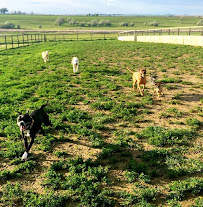 Happy Tails Dog Ranch - Photo 7 - Car repair in Berthoud, CO, Longmont
