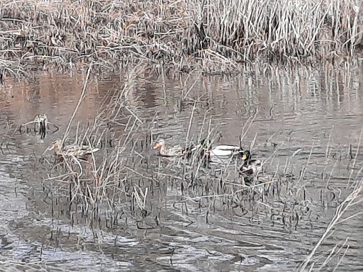 Nature Preserve «The Nature Trail and Cranberry Bog», reviews and photos, 252 Patriot Pl, Foxborough, MA 02035, USA