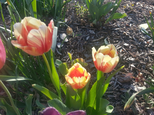 Botanical Garden «Conservation Garden Park», reviews and photos, 8275 1300 W, West Jordan, UT 84088, USA