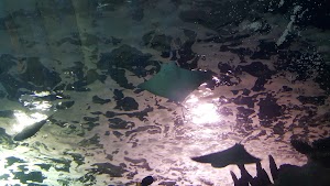 Newport Aquarium - photo 65