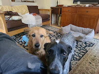 Pet care - Photo 9 - Car repair in , Concord