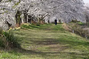 Cherry Blossoms in Kanasaki image
