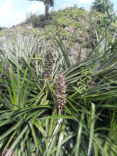 Country Club «Redland Golf & Country Club», reviews and photos, 24451 SW 177th Ave, Homestead, FL 33031, USA