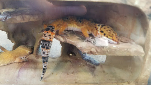 Pet Supply Store «Petco Animal Supplies», reviews and photos, 3454 Palmer Dr #7a, Cameron Park, CA 95682, USA