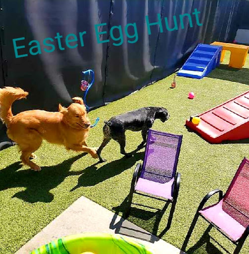 Biscuits Doggie Daycare