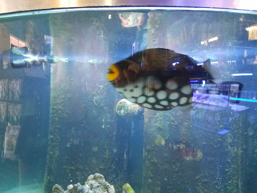 Pet Store «Tanks A Lot Aquariums», reviews and photos, 6680 Lantana Rd, Lake Worth, FL 33467, USA