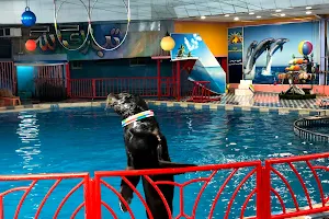 ,Dolphin Show Dammam image