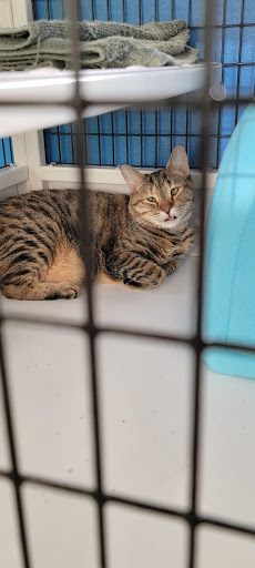 Pet Supply Store «Unleashed the Dog & Cat Store», reviews and photos, 7414 Creedmoor Rd, Raleigh, NC 27613, USA